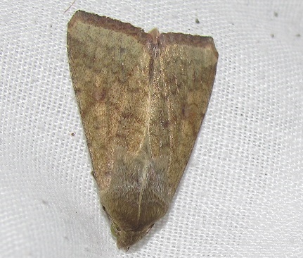 Noctuidae da ID (2) - Helicoverpa armigera